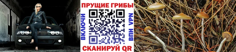 площадка какой сайт купить наркотик Слободской Псилоцибиновые грибы GOLDEN TEACHER